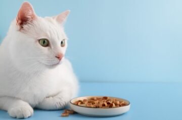 Best Dry Kitten Food: Healthy Starts for Growing Cats