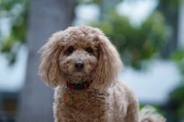 How to Groom a Poodle: A Step-by-Step Home Guide