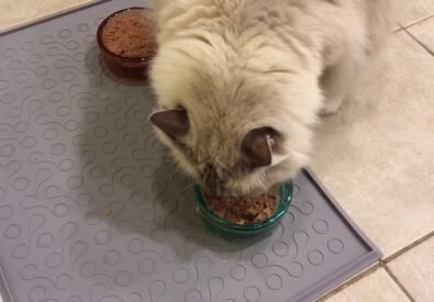 Your Pet Accessories...