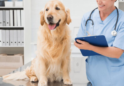 Park Hills Animal Ho...