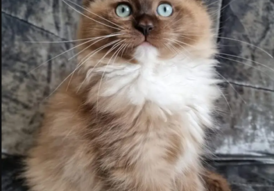 Cinnamon Dolls Catte...